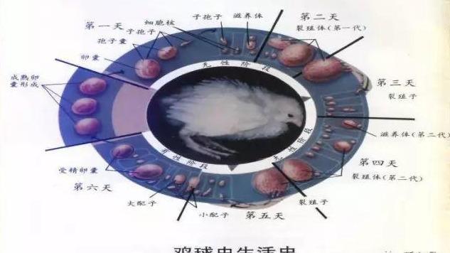 鸡球虫最新药