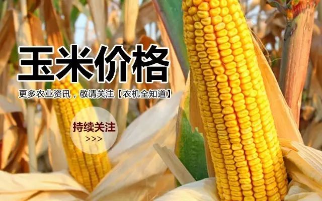 玉米今天价格最新行情